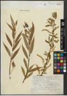 Foto von Salix alba L. x Salix fragilis L.